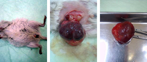 スナネズミの卵巣腫瘍